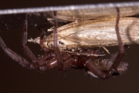 (Araneae - Gnaphosidae - Scotophaeus sp.)